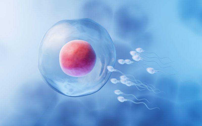 Как устроено донорство яйцеклеток в Польше The union of sperm and an egg cell, 3d rendering. Digital drawing.