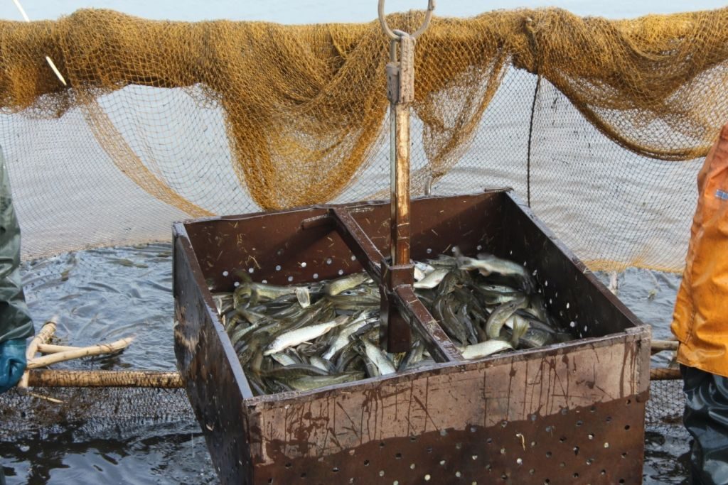 В водоемы Гродненщины вселили более 7 тонн рыбы В водоемы Гродненщины вселили более 7 тонн рыбы