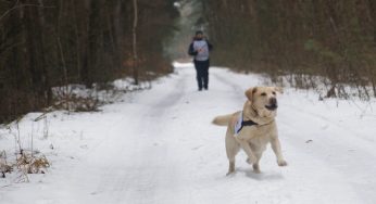 Собаки, которые спасают людей. Как работает в Гродно волонтёрский кинологический отряд