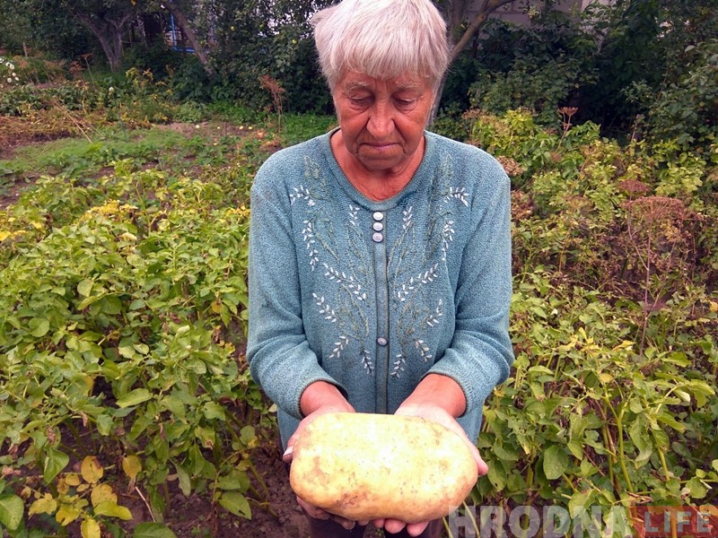 Бабушки огромные большой. Бабушка с картошкой. Самая большая картошка.