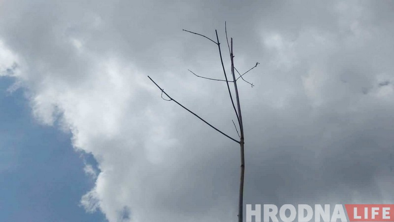 Посадили и забыли. Что случилось с юбилейной аллеей Ленинского района