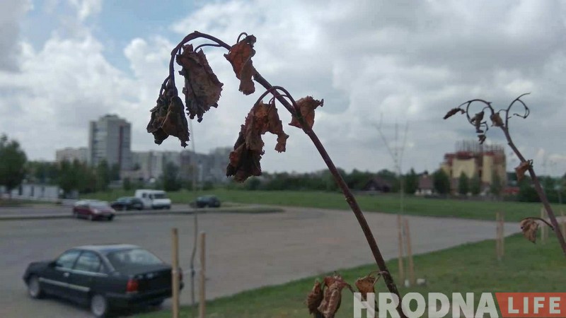Посадили и забыли. Что случилось с юбилейной аллеей Ленинского района