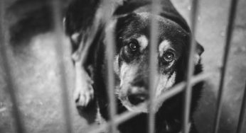 Волонтёры бьют тревогу: Пункт временного содержания животных в Гродно могут закрыть. В САХе отвечают, что об этом и речи не шло