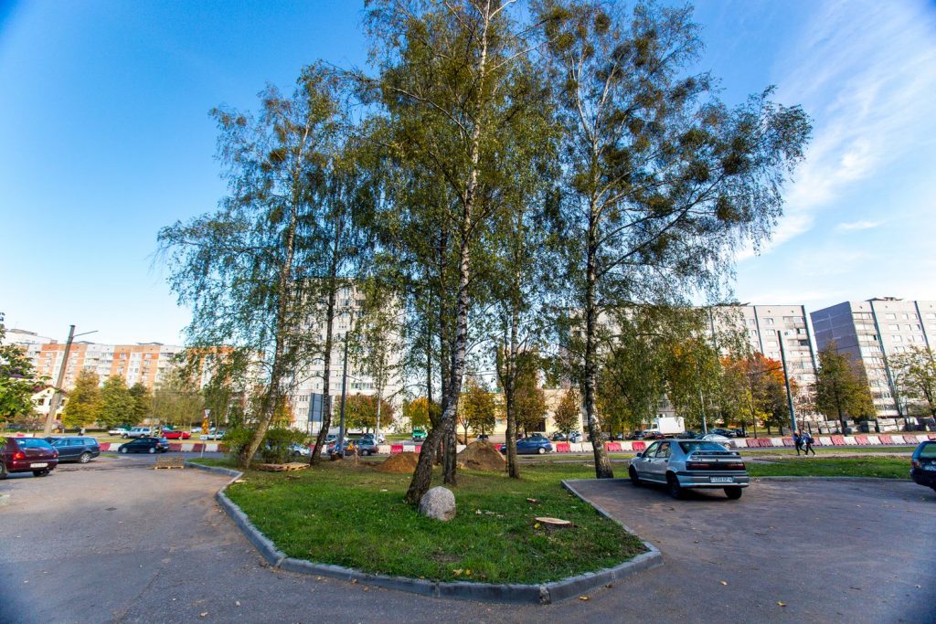 Горе-расширение в Гродно. Под шумок спилили ещё четыре незапланированных дерева