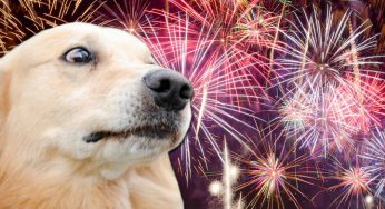 «Не выгуливайте собак без поводка». Волонтёры призывают подумать о питомцах в новогоднюю ночь