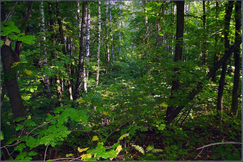 В Лидском районе найдены останки мужчины, пропавшего 10 лет назад