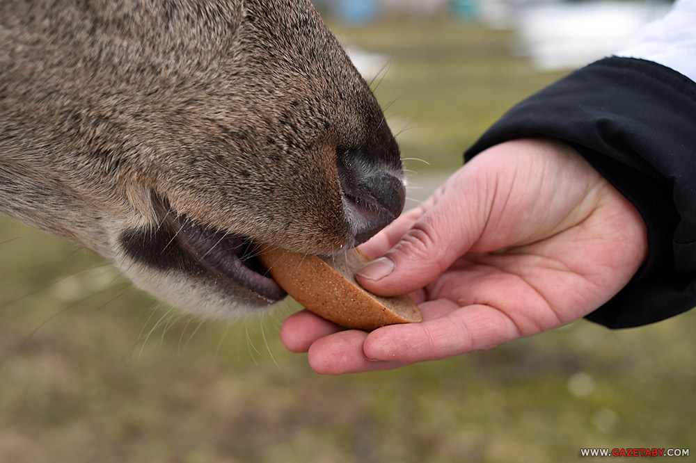 Умиление: олениха пришла к людям угощаться с рук
