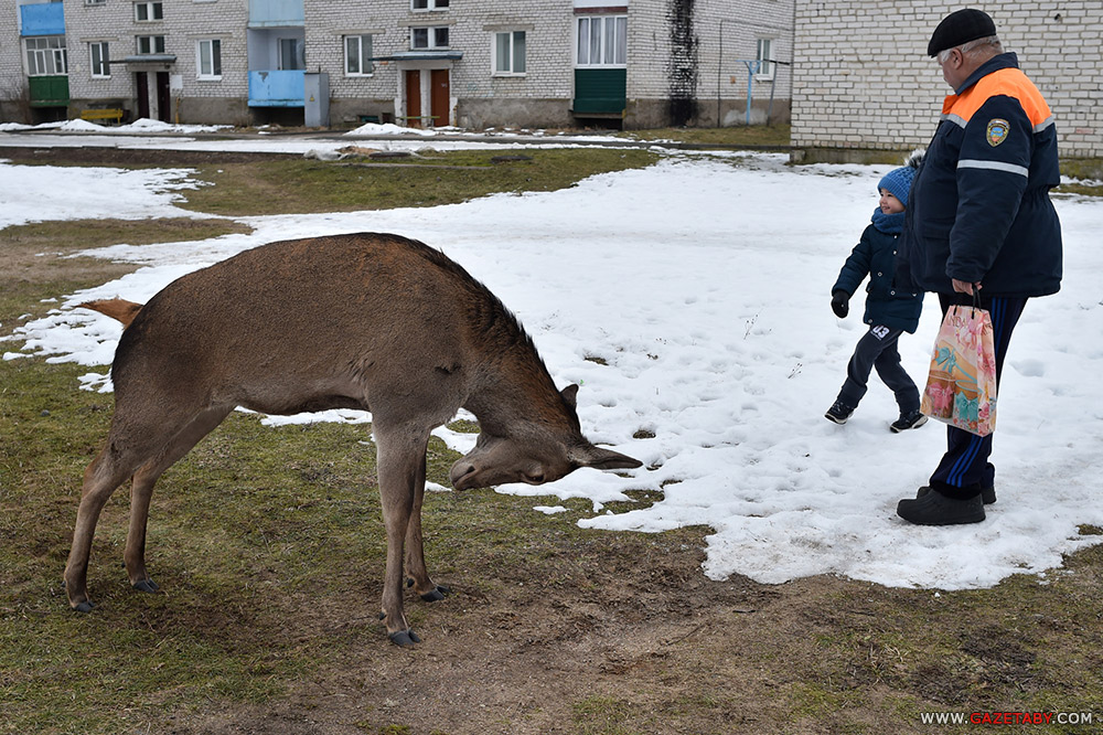 Умиление: олениха пришла к людям угощаться с рук