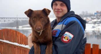 «Настоящая авантюристка». Нашлись хозяева «мамонтёнка» Милы, которая плыла на льдине по Неману