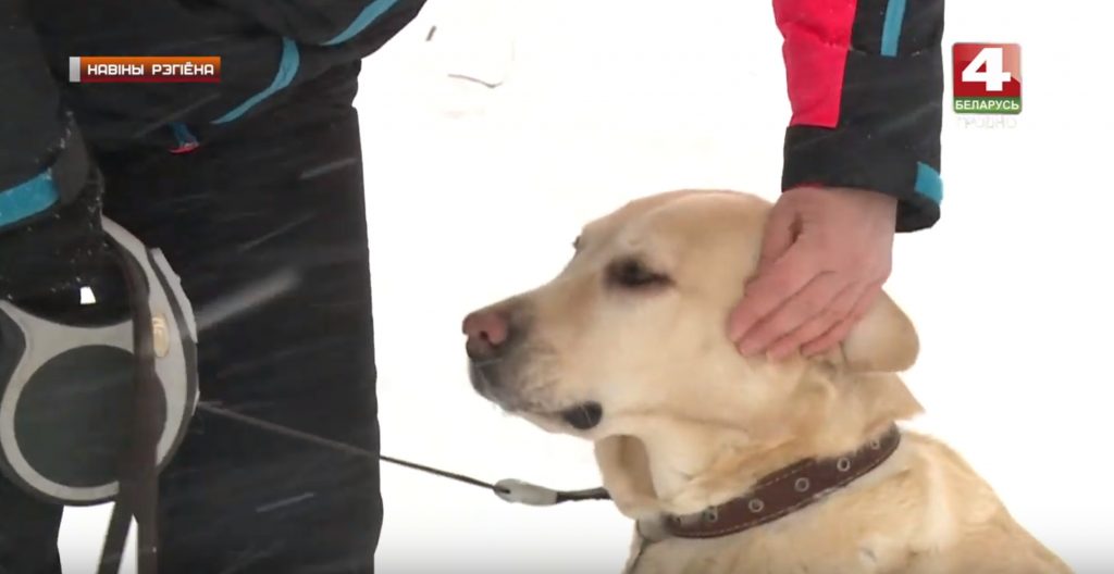 В январе в Гродно зафиксированы укусы клещей