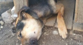 В милиции рассказали о причинах нападения животных и о жестоком обращении с четвероногими