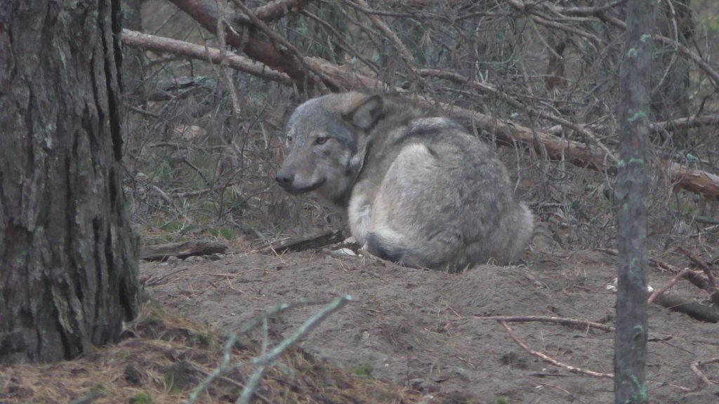 В Беларуси застрелили волка, которому выбирали имя всей страной В Беларуси застрелили волка, которому выбирали имя всей страной