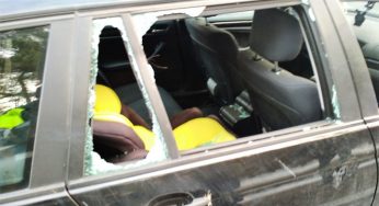 Под Гродно лось выбежал на дорогу, врезался в автомобиль и скрылся с места проишествия