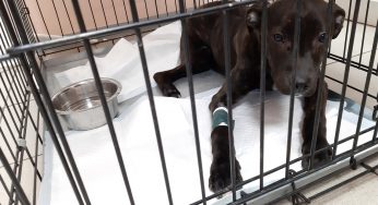 Гродненец бил собаку и оставил на морозе — завели уголовное дело. Говорит делал это из-за жизненных трудностей