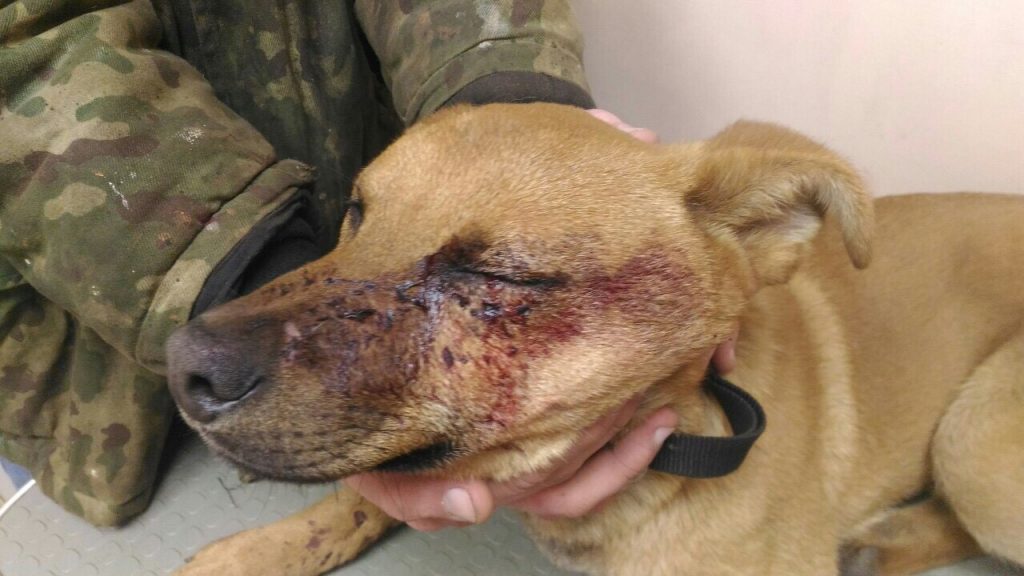 Ударили топором и кирпичом: на выходных в Гродно пострадали собаки Ударили топором и кирпичом: на выходных в Гродно пострадали собаки