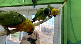 «Попугаи могут впасть в депрессию и не найти себе пару». Орнитологи и зоозащитники про гродненскую «Попугайню»