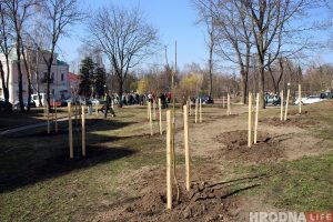 В центре Гродно заложили новый сквер из 30 кленов