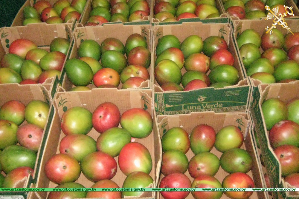 Водитель уничтожал документы на границе, чтобы никто не узнал, сколько стоит его папайя Водитель уничтожал документы на границе, чтобы никто не узнал, сколько стоит его папайя