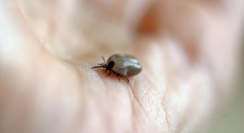Паразиты в крови: клещи стали переносчиками ещё одной опасной болезни
