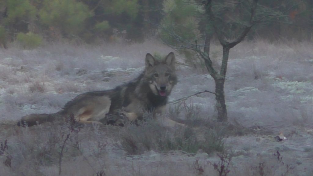 Молодая Лу́на Полесья: беларусы выбрали имя для волчицы