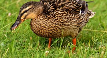 Видеофакт: дальнобойщик спас утку с утятами на трассе М6