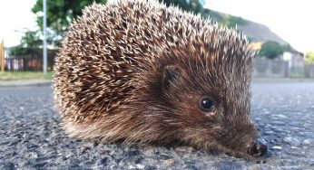 Осторожно ежики! В Гродно нашествие колючих животных