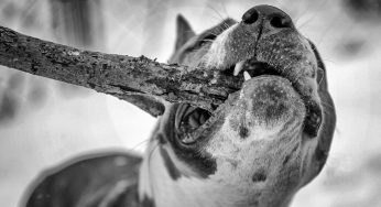 «Его можно было перевоспитать». Бойцовскую собаку из Гродно, которая бросалась на детей, усыпили