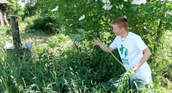 В Гродненской области будут бороться с опасными растениями