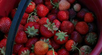 Горячая клубника и черная пятница. Сколько на самом деле стоит беларусская ягода