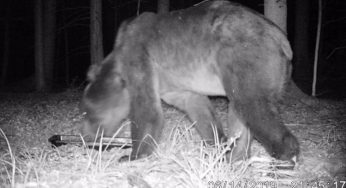 В Беловежскую пущу пришел медведь