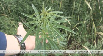 Под Гродно уничтожили конопляное поле
