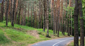 С 10 апреля в Гродно вводится запрет на посещение лесов
