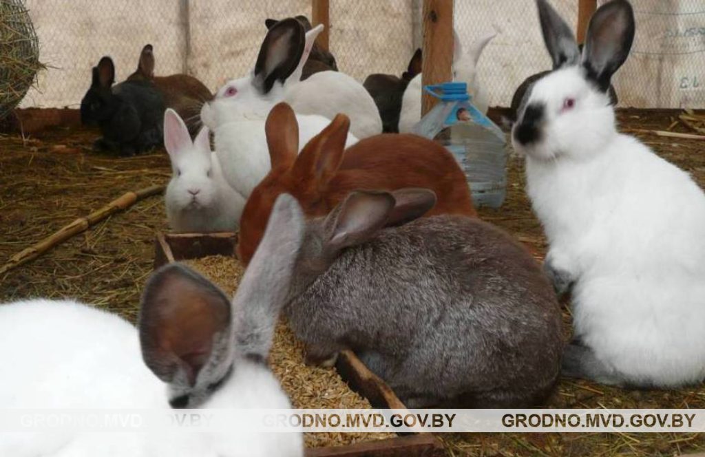 В Сморгонском районе сосед украл у местного жителя десять кроликов