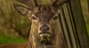 В Волковысском районе люди спасли из болота увязшего оленя. Видео
