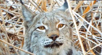В Минприроды не знают, сколько в стране барсуков, рысей и медведей, но хотят разрешить на них охотиться