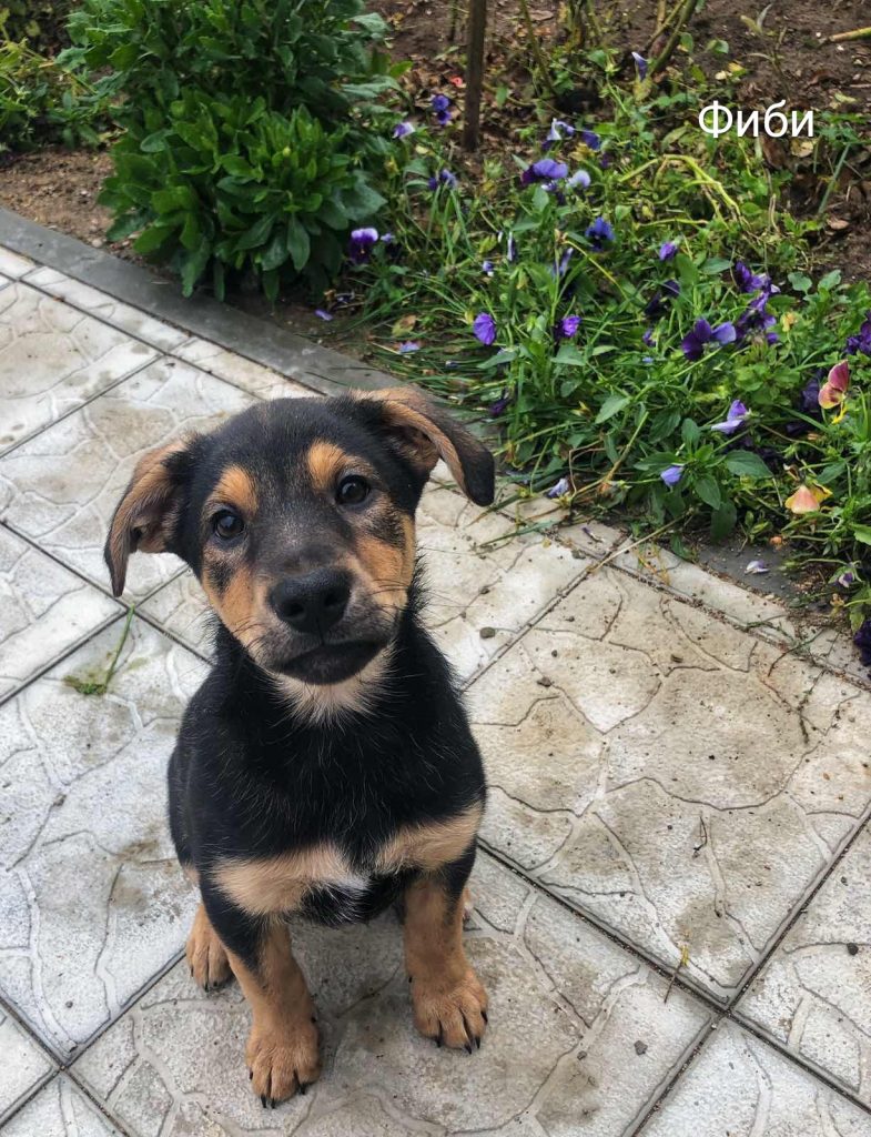 Животные ищут дом: щенки, собаки и кошки, которые ждут именно тебя Животные ищут дом: щенки, собаки и кошки, которые ждут именно тебя