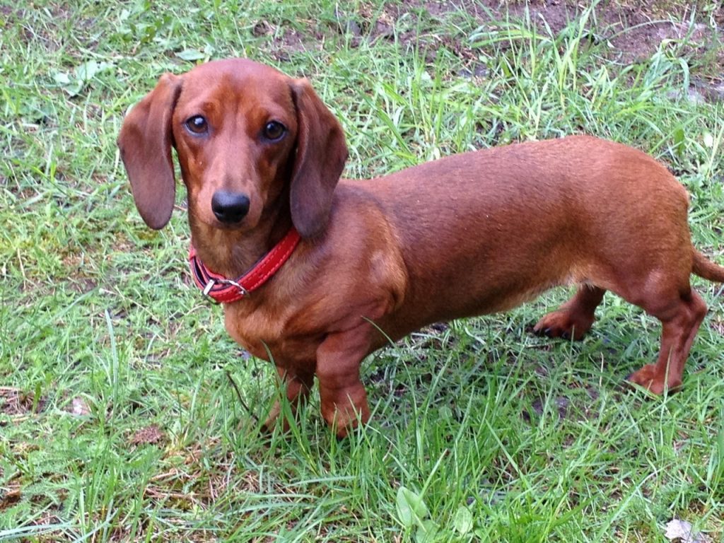 Хотел согреть. В Гродно мужчина украл таксу, но собака спаслась сама