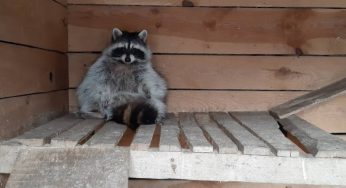 Голодные, больные и испуганные. Как в Гродно спасали животных из контактного зоопарка