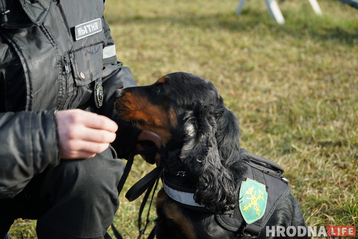 С отдельными кабинетами и служебным автомобилем. Как живут и работают собаки Гродненской таможни С отдельными кабинетами и служебным автомобилем. Как живут и работают собаки Гродненской таможни