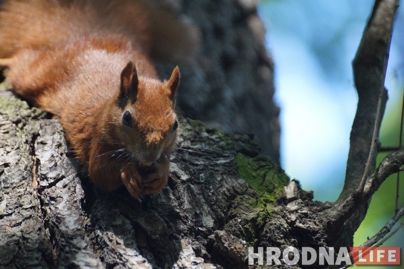 Зачем белкам забор, а колясочникам - пандусы. Коммунальники то слышат Юлию Коледу, то не слышат, а она все равно пишет