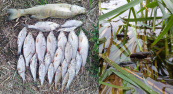 Гродненец попросил Администрацию президента проверить мор рыбы в Немане