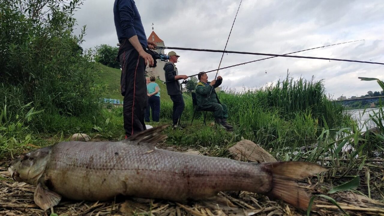 Массовый мор рыбы произошел в Немане