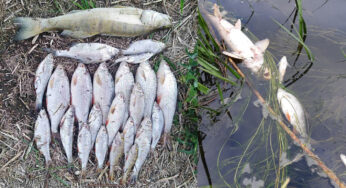 Литва сомневается в причинах мора рыбы в Немане, названных Беларусью