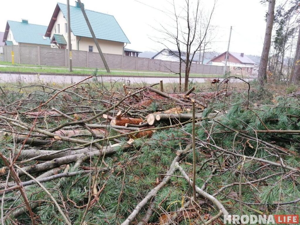 Жители Лососно недовольны вырубкой деревьев. Лесники: «Все законно» Жители Лососно недовольны вырубкой деревьев. Лесники: «Все законно»