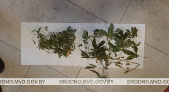 Гродненец выращивал коноплю в шкафу