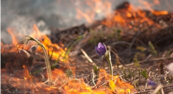 Шесть человек в Гродненской области оштрафовали за весенние палы. Как не допустить пожара?