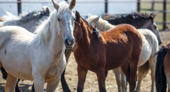 Блеск и нищета белорусского коневодства. Лошади приносят «золото», но на крышу и окна для них денег нет