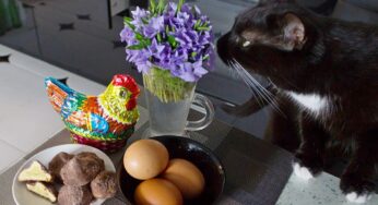 Пасха прошла, яйца остались: 3 рецепта блюд, в которых варёные яйца — главный продукт