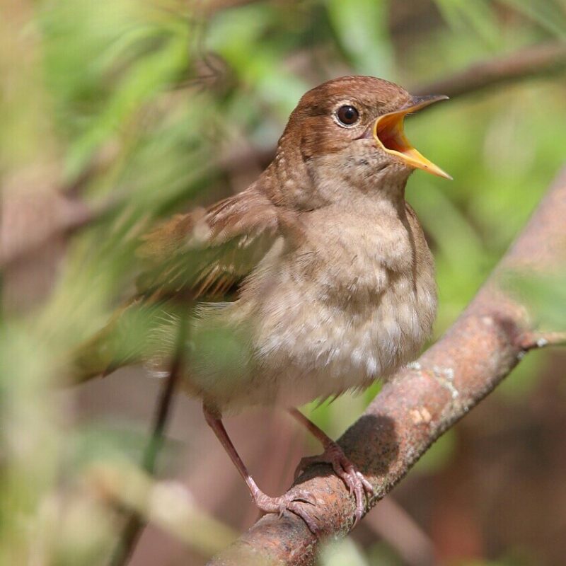 Где послушать соловьев в Гродно? Если не найдете сами - будет экскурсия Где послушать соловьев в Гродно? Если не найдете сами - будет экскурсия