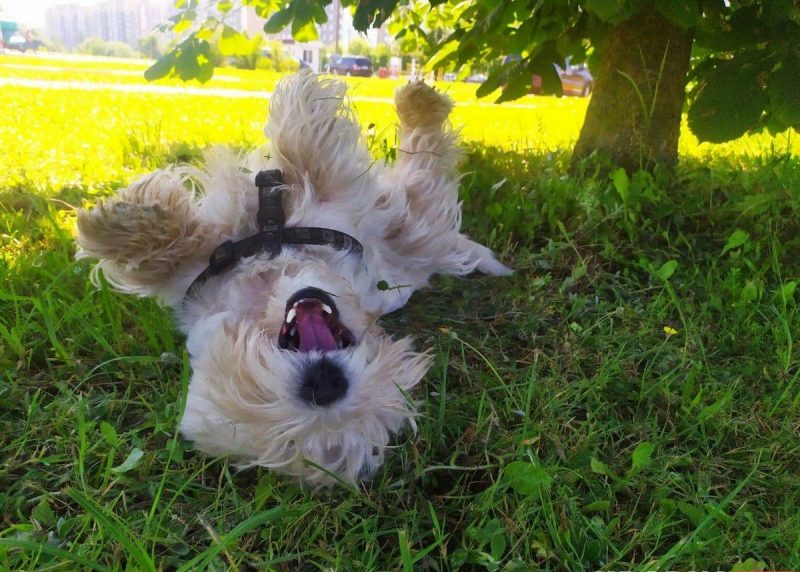 «Таблетки от жары ещё не придумали». Ветеринар рассказал, что сделать, чтобы ваш кот и пёс легче перенесли жару «Таблетки от жары ещё не придумали». Ветеринар рассказал, что сделать, чтобы ваш кот и пёс легче перенесли жару